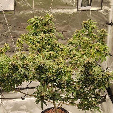 🔵 Foto Tropical Scout  growlog timeline photo