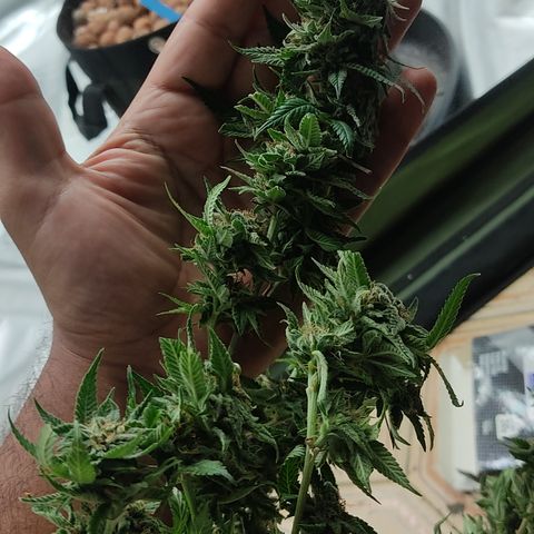 🔵 Foto Tropical Scout  growlog timeline photo