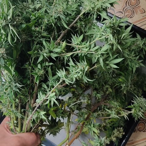 🔵 Foto Tropical Scout  growlog timeline photo