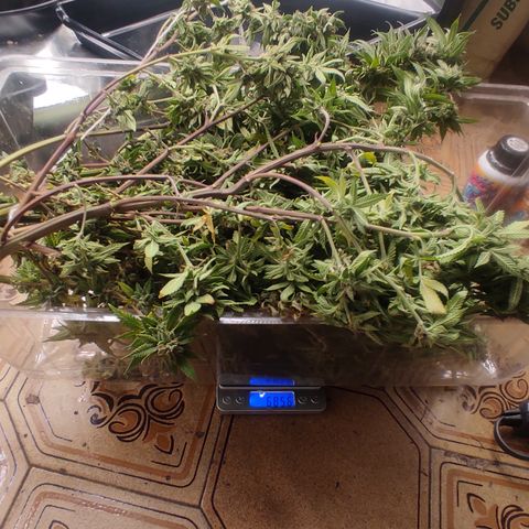 🔵 Foto Tropical Scout  growlog timeline photo