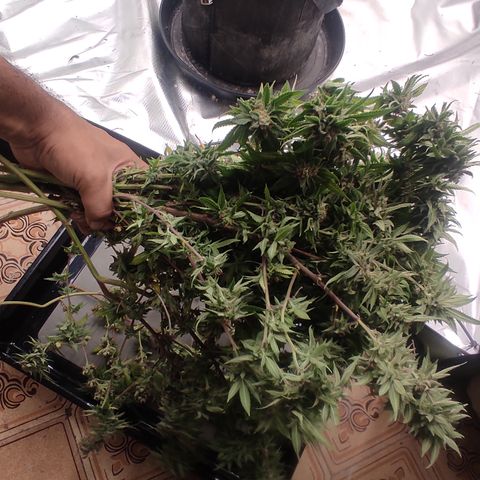🔵 Foto Tropical Scout  growlog timeline photo