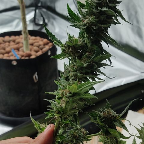 🔵 Foto Tropical Scout  growlog timeline photo