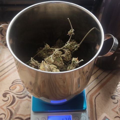 🔵 Foto Tropical Scout  growlog timeline photo
