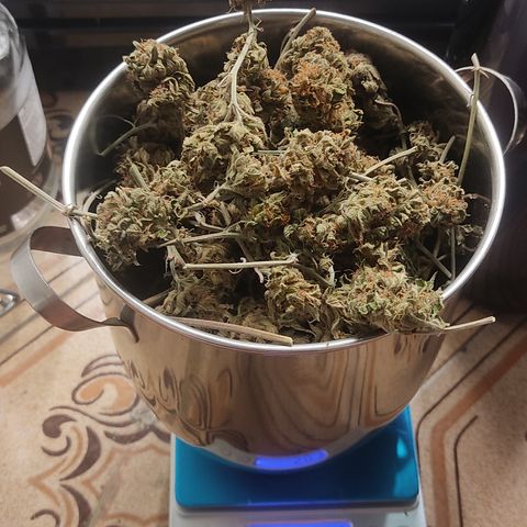 🔵 Foto Tropical Scout  growlog timeline photo