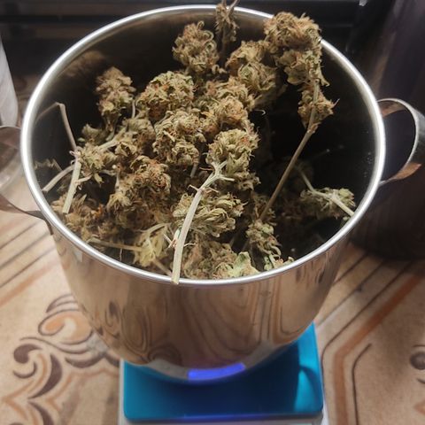 🔵 Foto Tropical Scout  growlog timeline photo