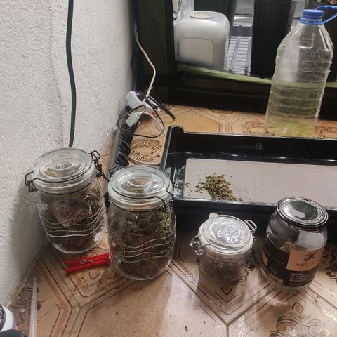 🔵 Foto Tropical Scout  growlog photo: 117g de flor e 50g de para hash