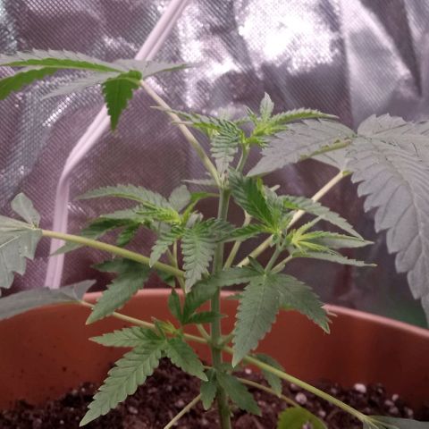 Unknown strain growlog photo: Beginner grower could use any help I can get