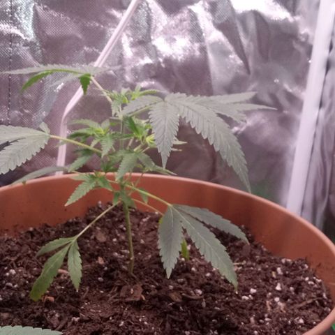 Unknown strain growlog photo: Beginner grower could use any help I can get
