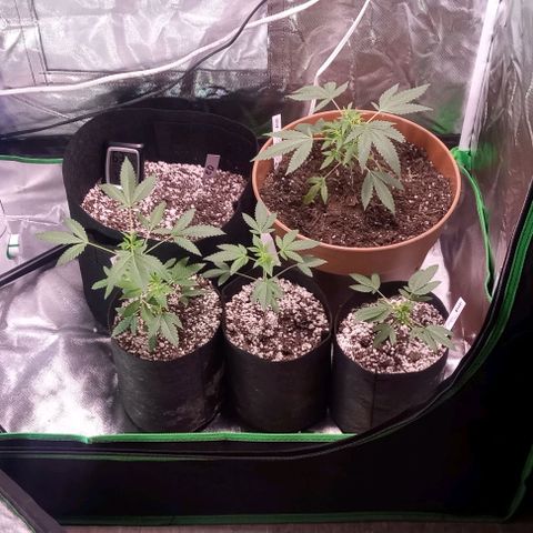 Unknown strain growlog photo: Beginner grower could use any help I can get