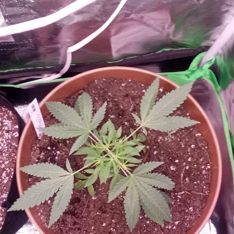 Unknown strain growlog photo: Beginner grower could use any help I can get