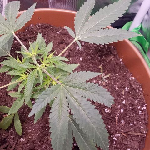 Unknown strain growlog photo: Beginner grower could use any help I can get
