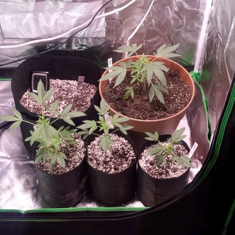 Unknown strain growlog photo: Beginner grower could use any help I can get