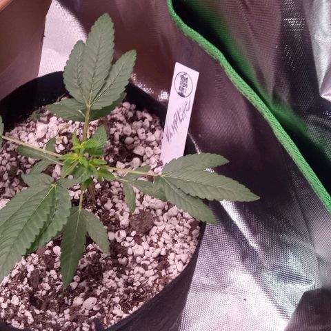 Unknown strain growlog photo: Beginner grower could use any help I can get