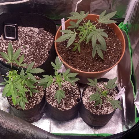 Unknown strain growlog photo: Beginner grower could use any help I can get