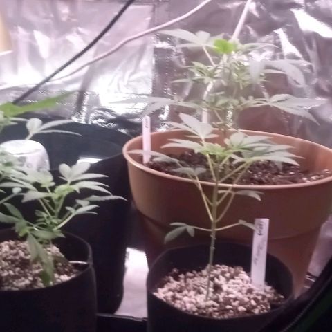 Unknown strain growlog timeline photo