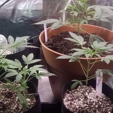 Unknown strain growlog timeline photo