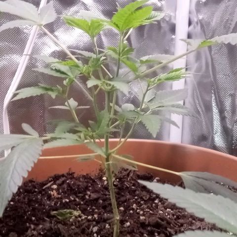 Unknown strain growlog timeline photo