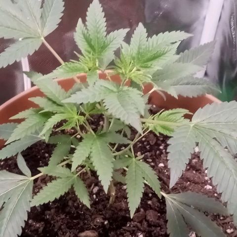 Unknown strain growlog timeline photo
