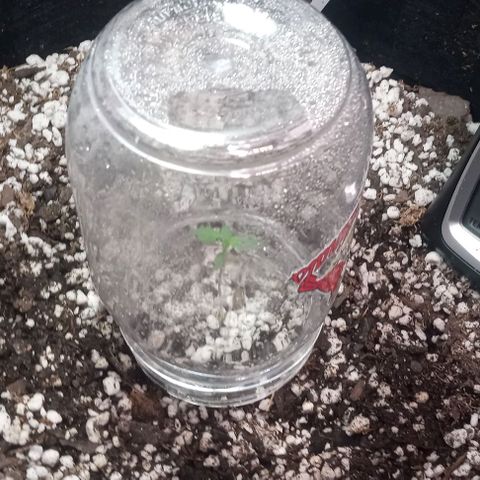 Unknown strain growlog timeline photo