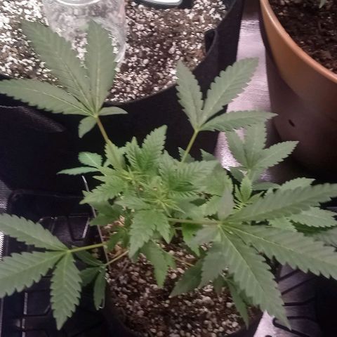 Unknown strain growlog timeline photo