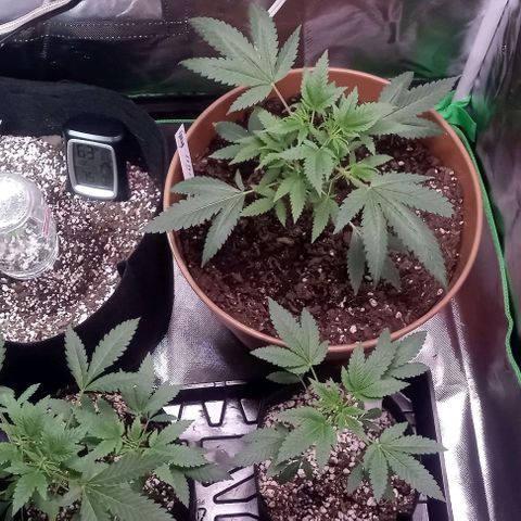 Unknown strain growlog timeline photo