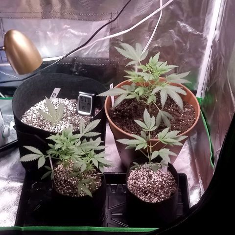 Unknown strain growlog timeline photo