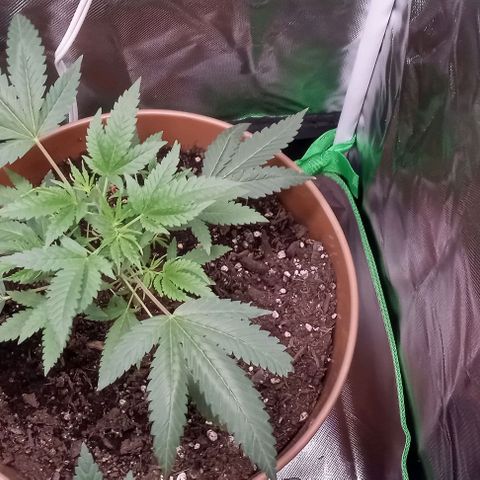 Unknown strain growlog timeline photo