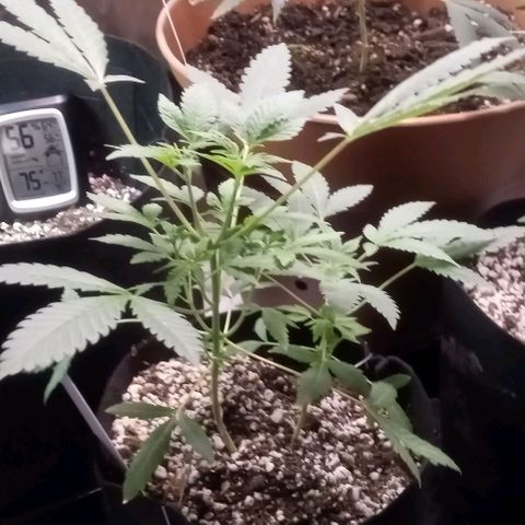 Unknown strain growlog timeline photo