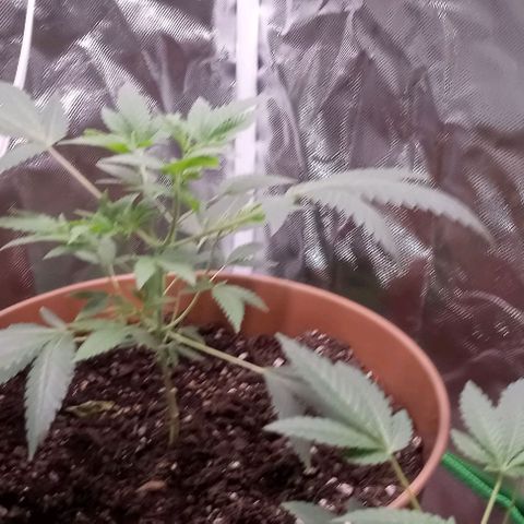 Unknown strain growlog timeline photo