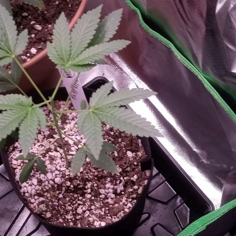 Unknown strain growlog timeline photo
