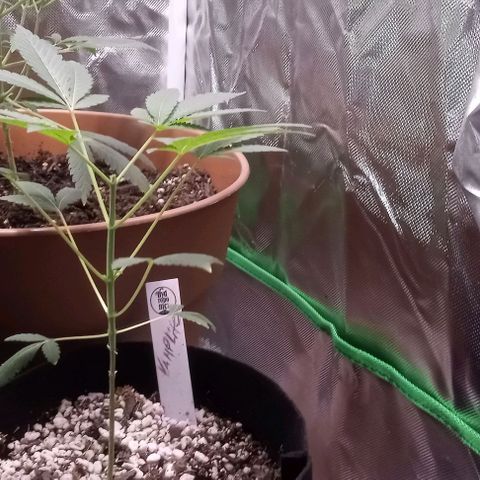 Unknown strain growlog timeline photo