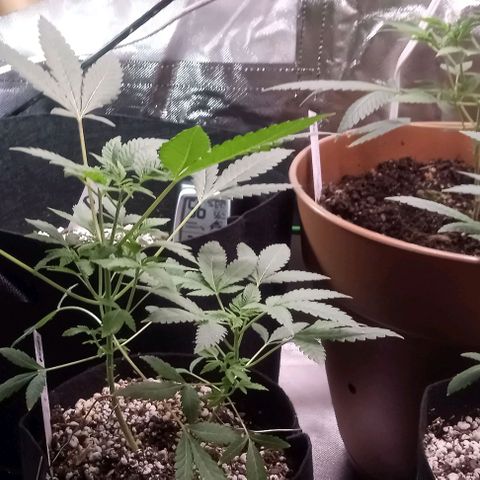 Unknown strain growlog timeline photo