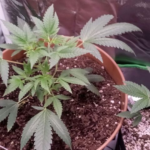 Unknown strain growlog timeline photo