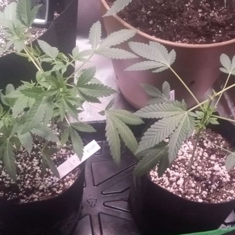 Unknown strain growlog photo: Feed plants Grow Big and Big Bloom today after one week and can really tell the difference in the growth