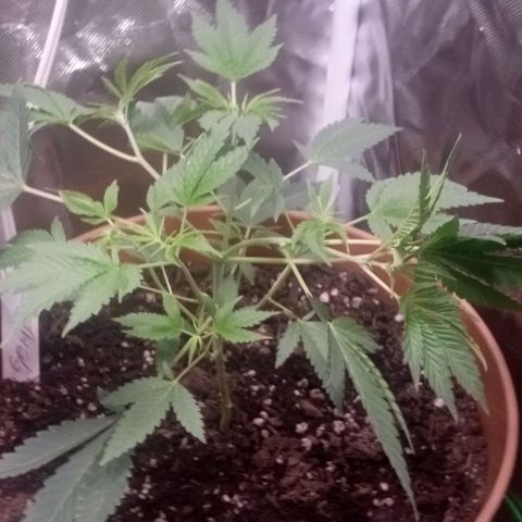 Unknown strain growlog photo: Feed plants Grow Big and Big Bloom today after one week and can really tell the difference in the growth