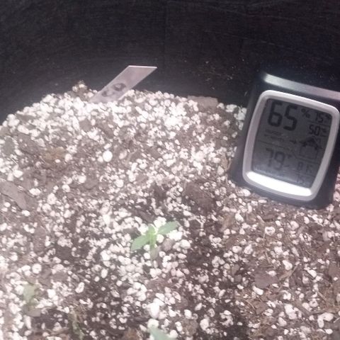 Unknown strain growlog photo: Feed plants Grow Big and Big Bloom today after one week and can really tell the difference in the growth
