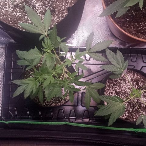 Unknown strain growlog photo: Feed plants Grow Big and Big Bloom today after one week and can really tell the difference in the growth