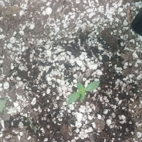 Unknown strain growlog photo: Feed plants Grow Big and Big Bloom today after one week and can really tell the difference in the growth