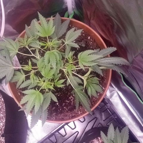 Unknown strain growlog photo: Feed plants Grow Big and Big Bloom today after one week and can really tell the difference in the growth