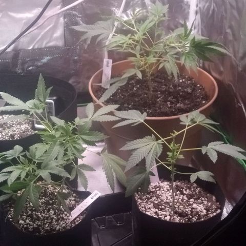 Unknown strain growlog photo: Feed plants Grow Big and Big Bloom today after one week and can really tell the difference in the growth