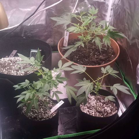 Unknown strain growlog photo: Feed plants Grow Big and Big Bloom today after one week and can really tell the difference in the growth