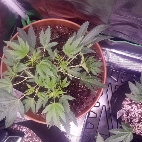Unknown strain growlog photo: Feed plants Grow Big and Big Bloom today after one week and can really tell the difference in the growth