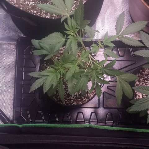 Unknown strain growlog photo: Feed plants Grow Big and Big Bloom today after one week and can really tell the difference in the growth