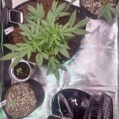 Unknown strain growlog timeline photo