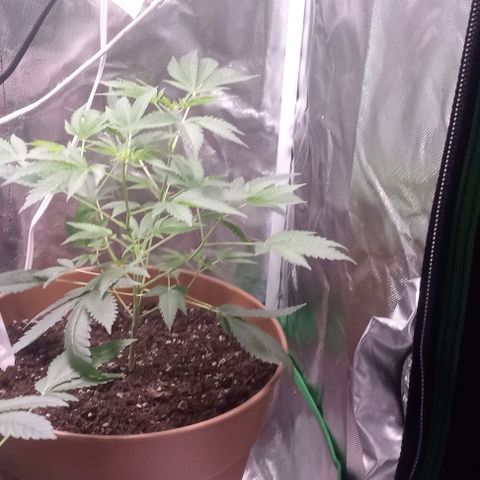 Unknown strain growlog timeline photo
