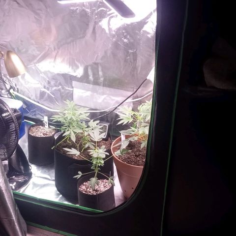 Unknown strain growlog timeline photo
