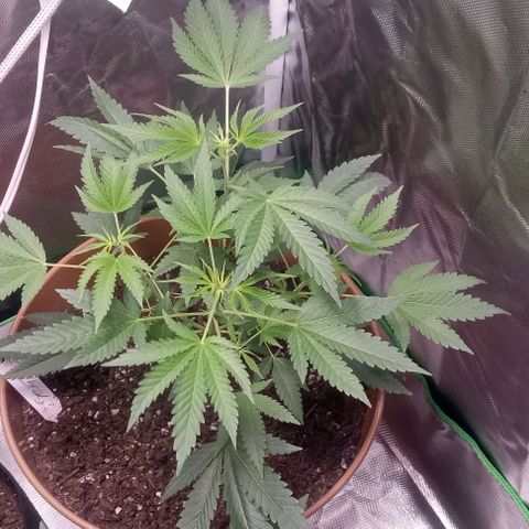 Unknown strain growlog timeline photo