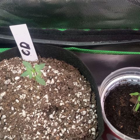 Unknown strain growlog timeline photo