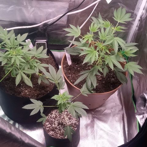 Unknown strain growlog timeline photo