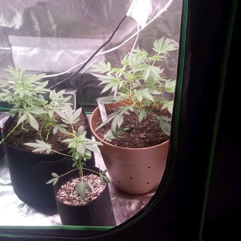 Unknown strain growlog timeline photo